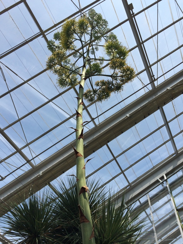 They had a panel open and Mr. Agave was growing out of the ceiling!